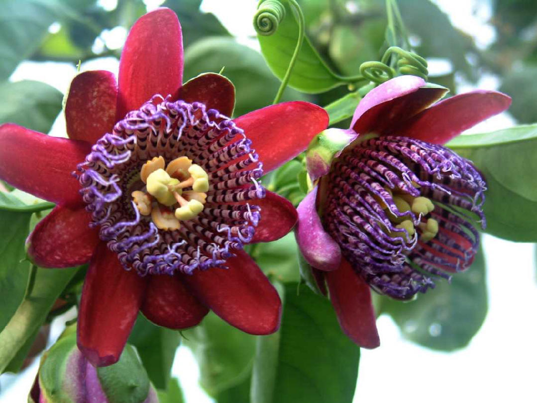 fiore.1.jpg