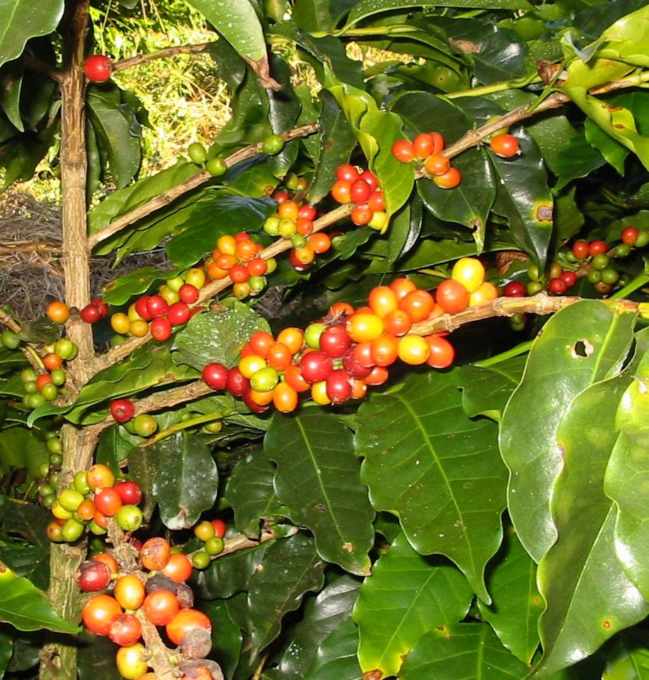 Budidaya Kopi Budidaya Kopi Arabika