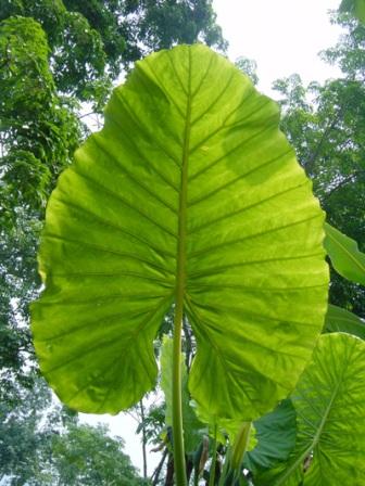pianta tropicale foglie grandi pianta tropicale foglie grandi