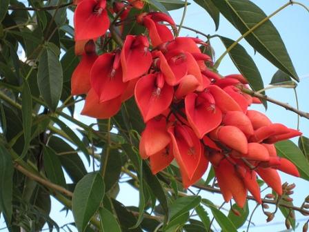 Semi Di Erythrina Crista-galli - 5 Pezzi, Pianta Ornamentale Facile Da Coltivare - Foto 8